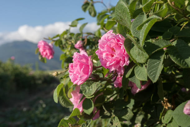 تصویر 1 از گل محمدی انتخاب ناب برای ساخت عطرهای سنتی ایرانی
